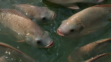 Рыбоводство